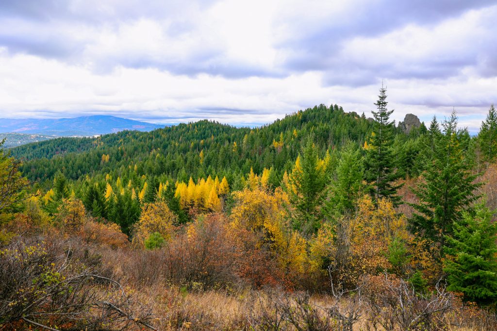 Iller creek with larches in fall Spokane