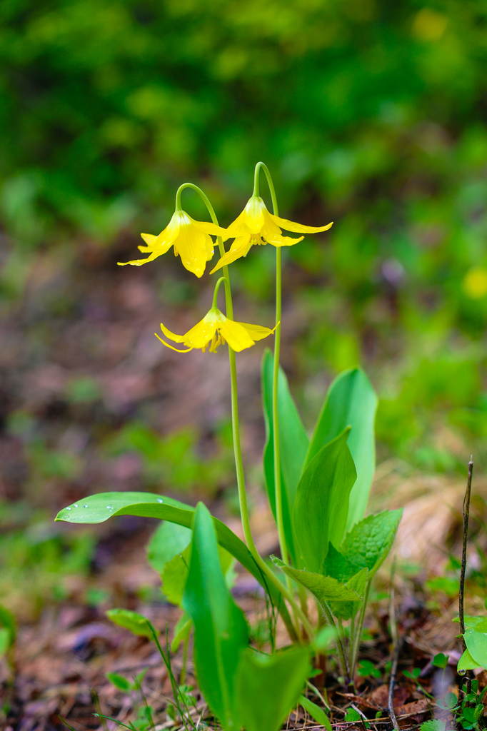 Avalanche Lilly flowers along the Sam Braxton and 9.2 Trail