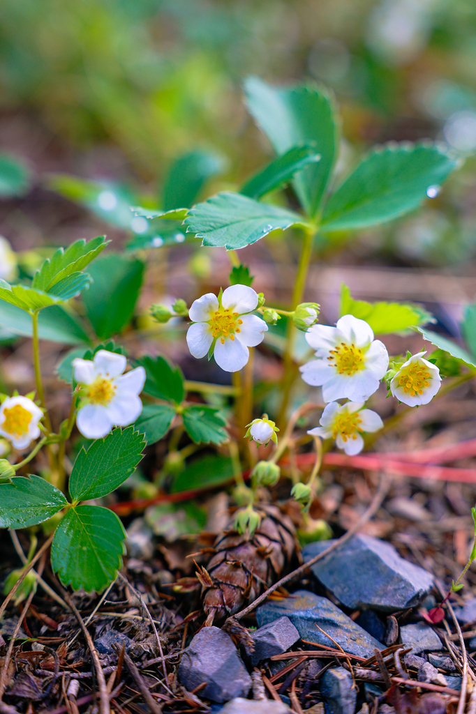 Strawberry flowers along the Sam Braxton and 9.2 Trail