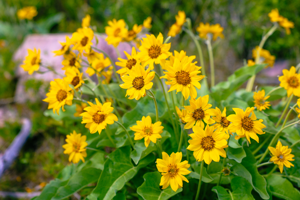 Arrowleaf balsamroot flowers in bloom near missoula in May