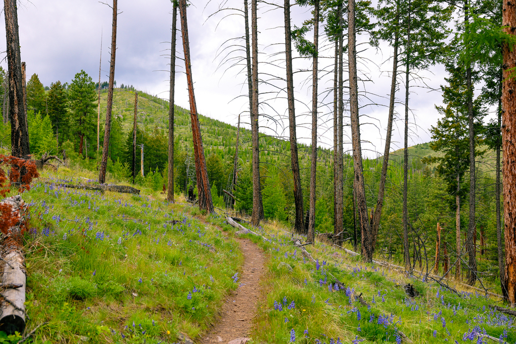 The Blue Mountain Trail in Missoula, Montana