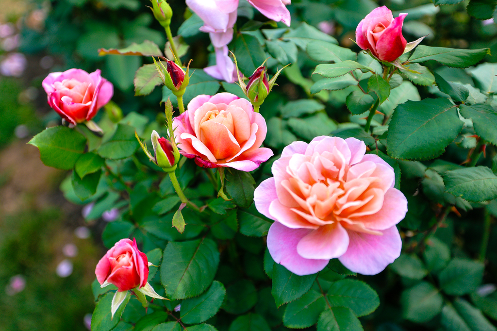 Portland Oregon walking tour - International Rose Test Garden