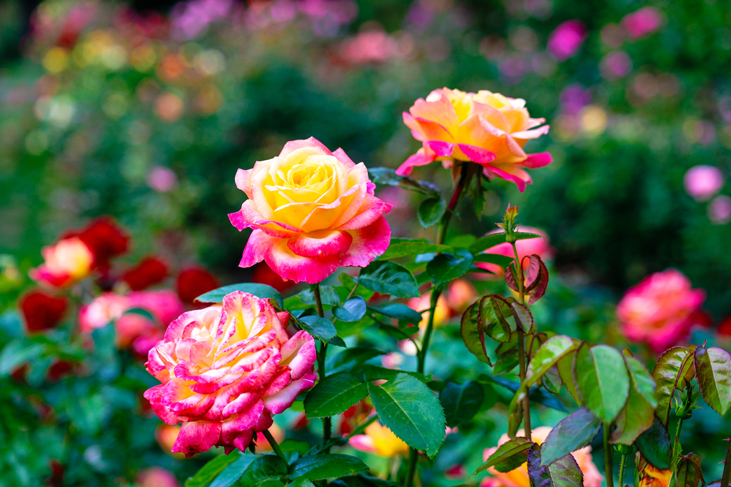Portland Oregon walking tour - International Rose Test Garden