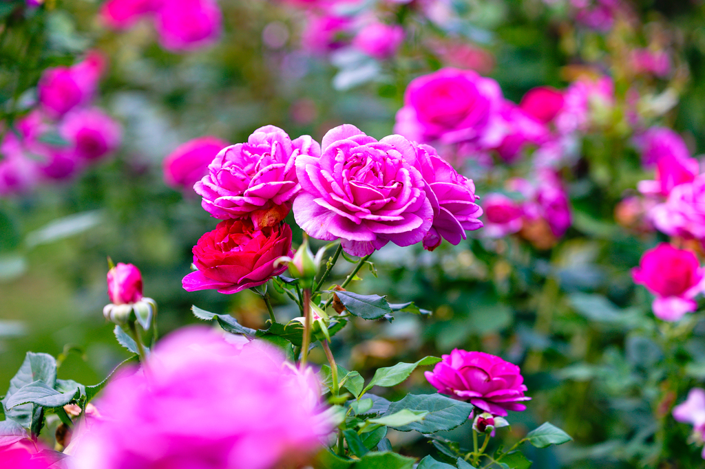 Portland Oregon walking tour - International Rose Test Garden
