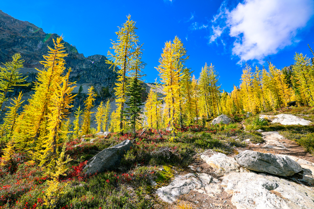 Wing lake in the North Cascades in fall with yellow larches