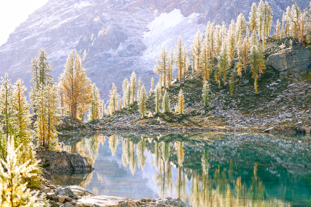 Wing lake snow and larches in early morning