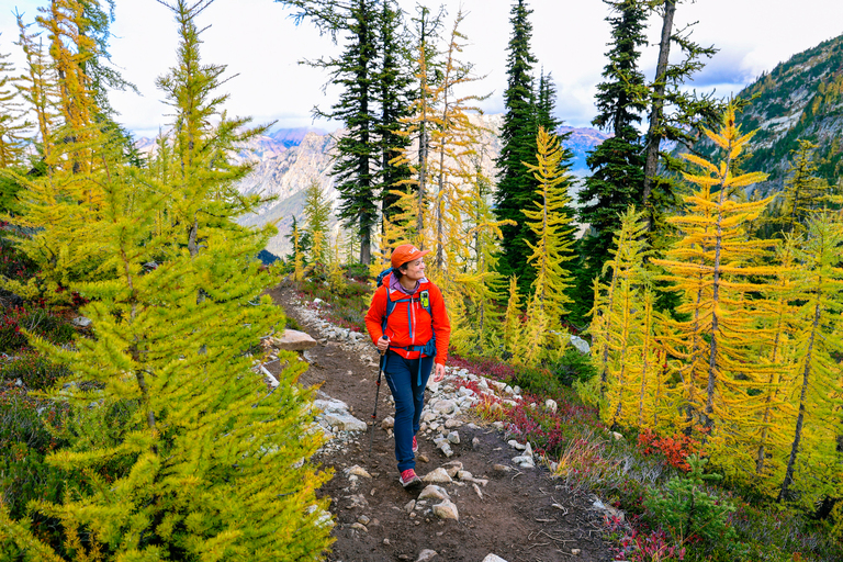 Maple pass larches in fall Washington