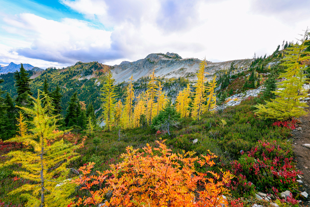 Maple pass loop larches in fall Washington