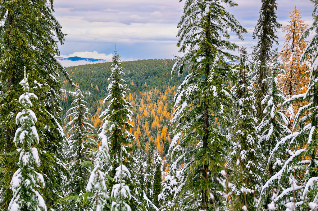 Mount Spokane larches in fall