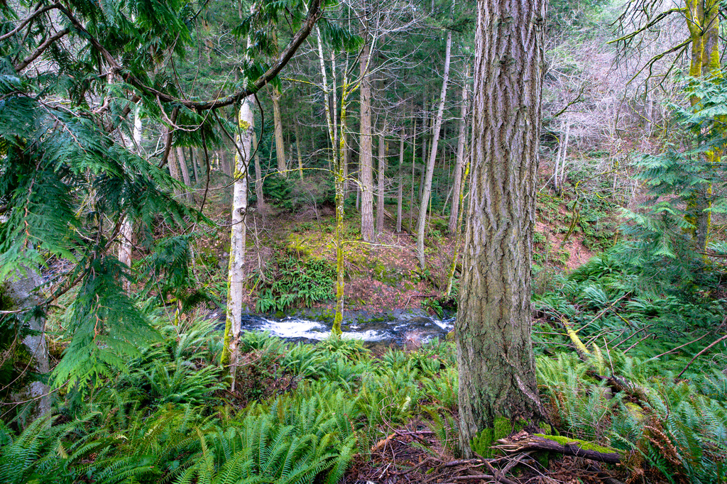 hike at Coho Preserve Trail near Olga