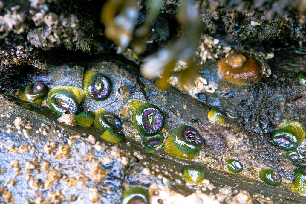 Hike, tidepool, and rockhound at Obstruction Pass State Park