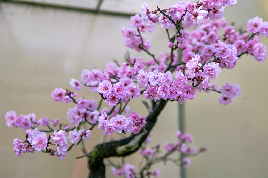 Visiting the free Pacific Bonsai Museum in spring