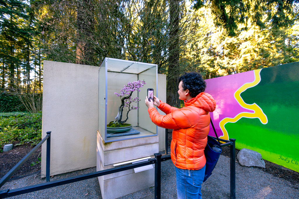 The cherry trees at the Pacific Bonsai Museum in bloom