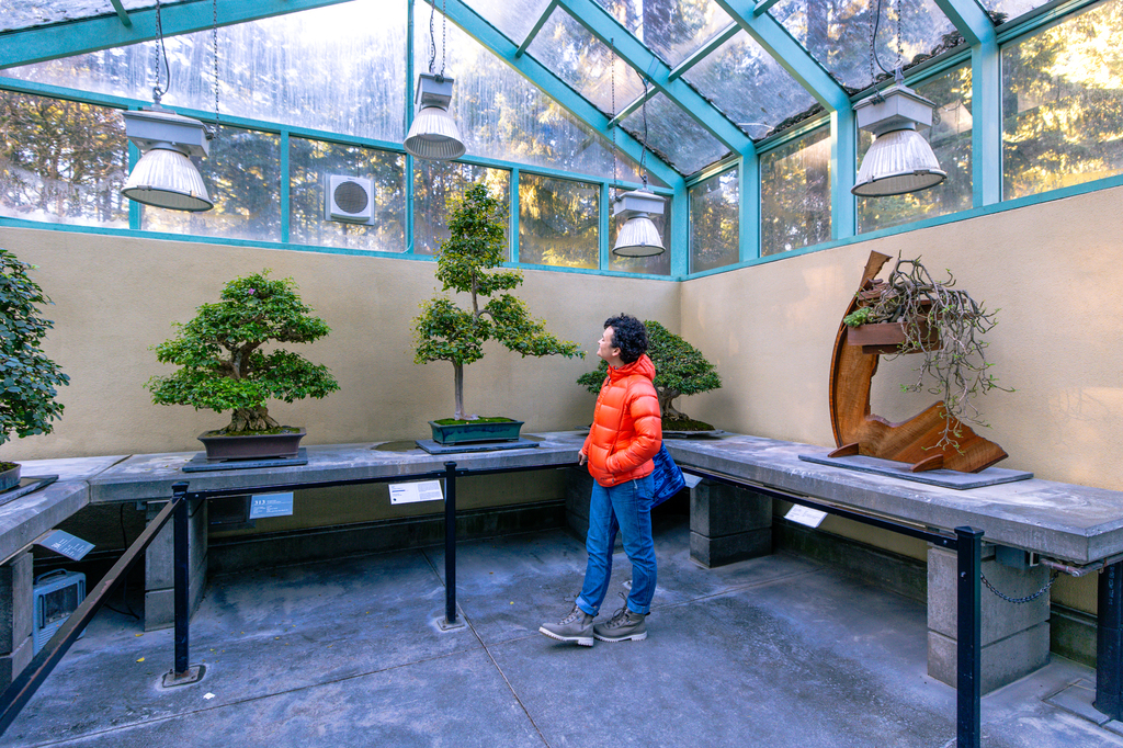 Visit the free Pacific Bonsai Museum