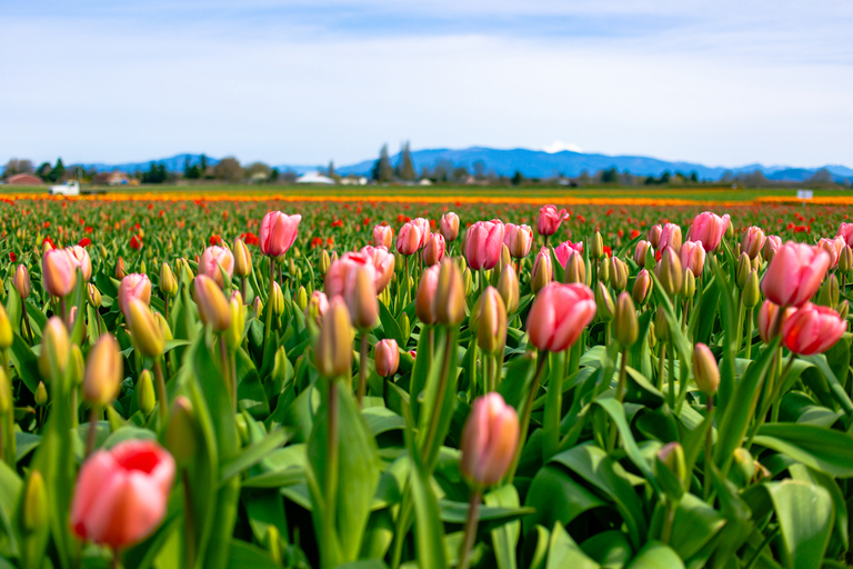 Skagit Valley Tulip Festival guide
