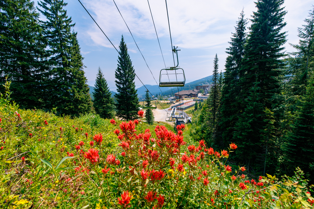 Wildflowers along the summer hiking trails at Schweitzer