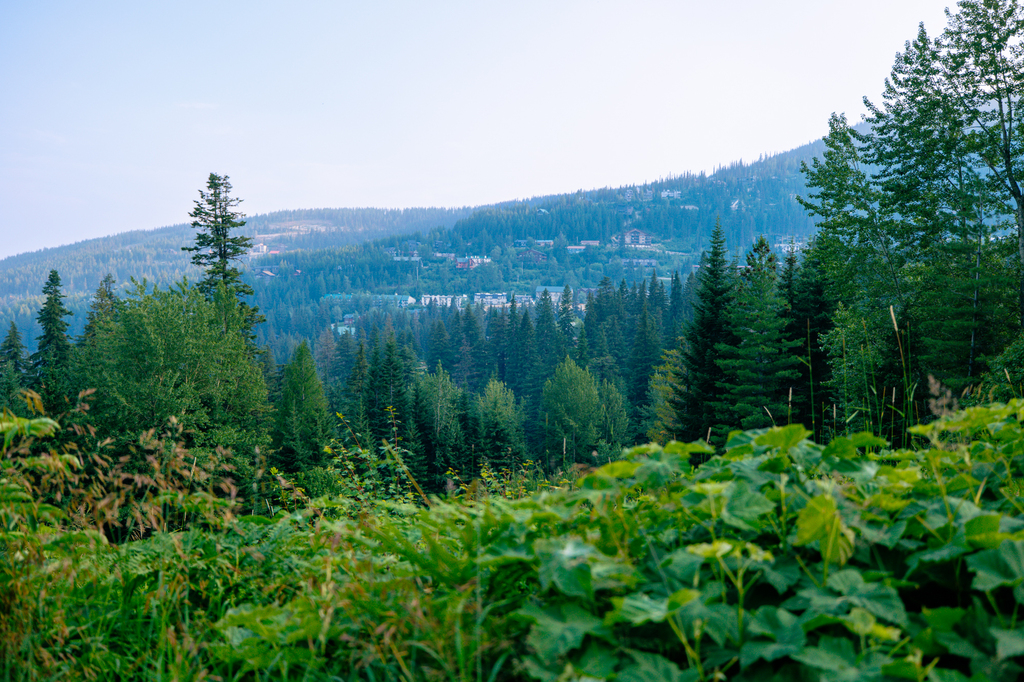The best things to do at Schweitzer in summer - huckleberry picking