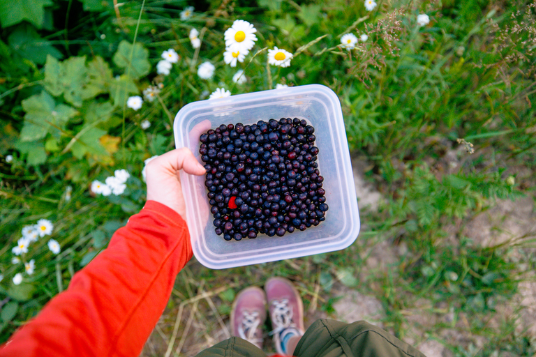 The best things to do at Schweitzer in summer - huckleberry picking