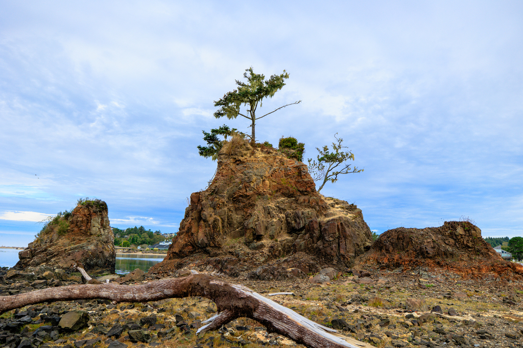 Lincoln City bay tree famous landscape photography spot
