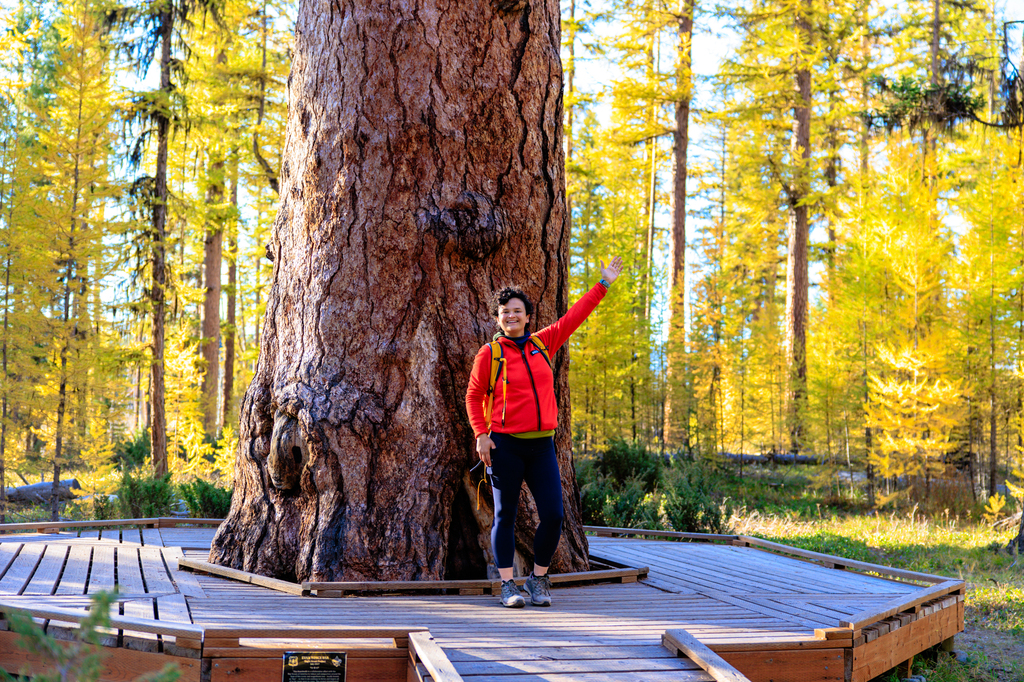 Gus the largest larch tree in the world near Missoula Montana