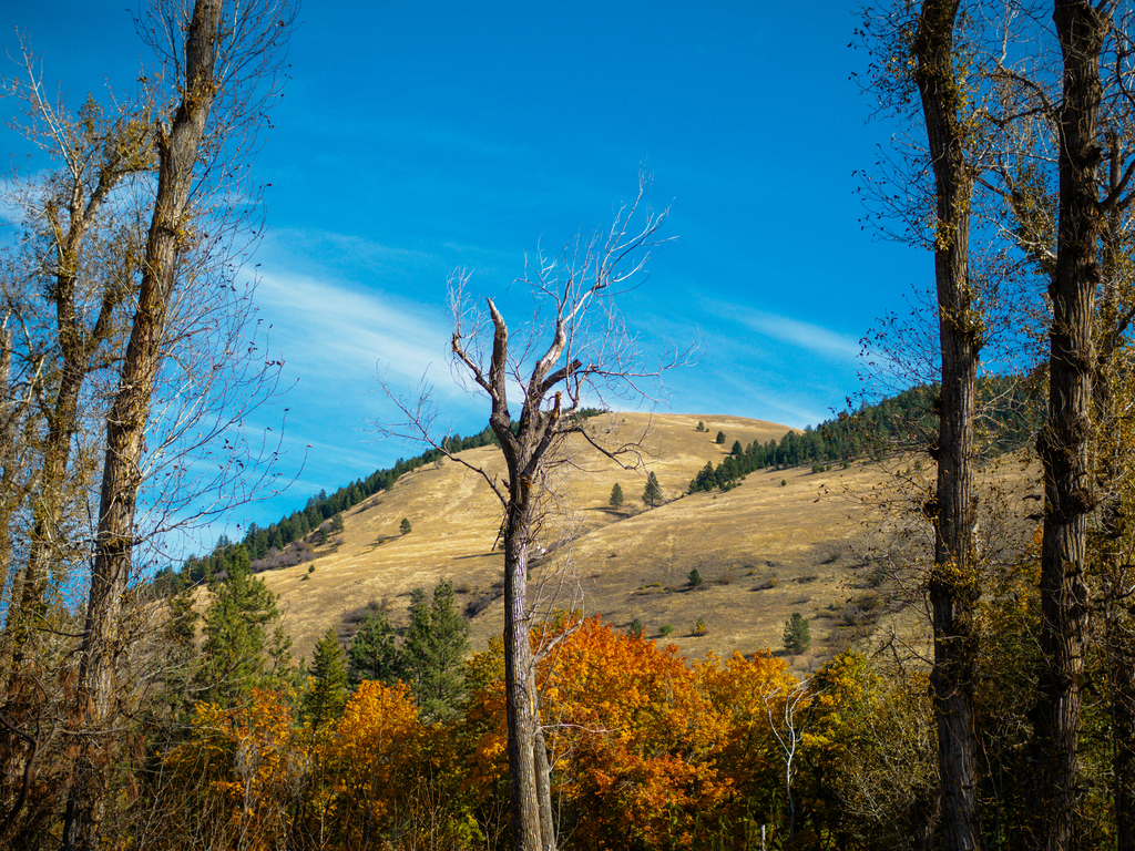 Greenough Park Path in Missoula