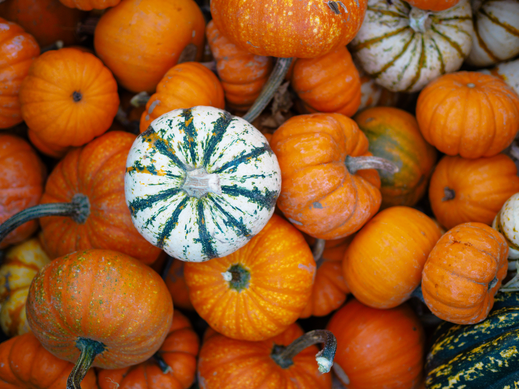 Turner Farms pumpkin patch for fall in Missoula 