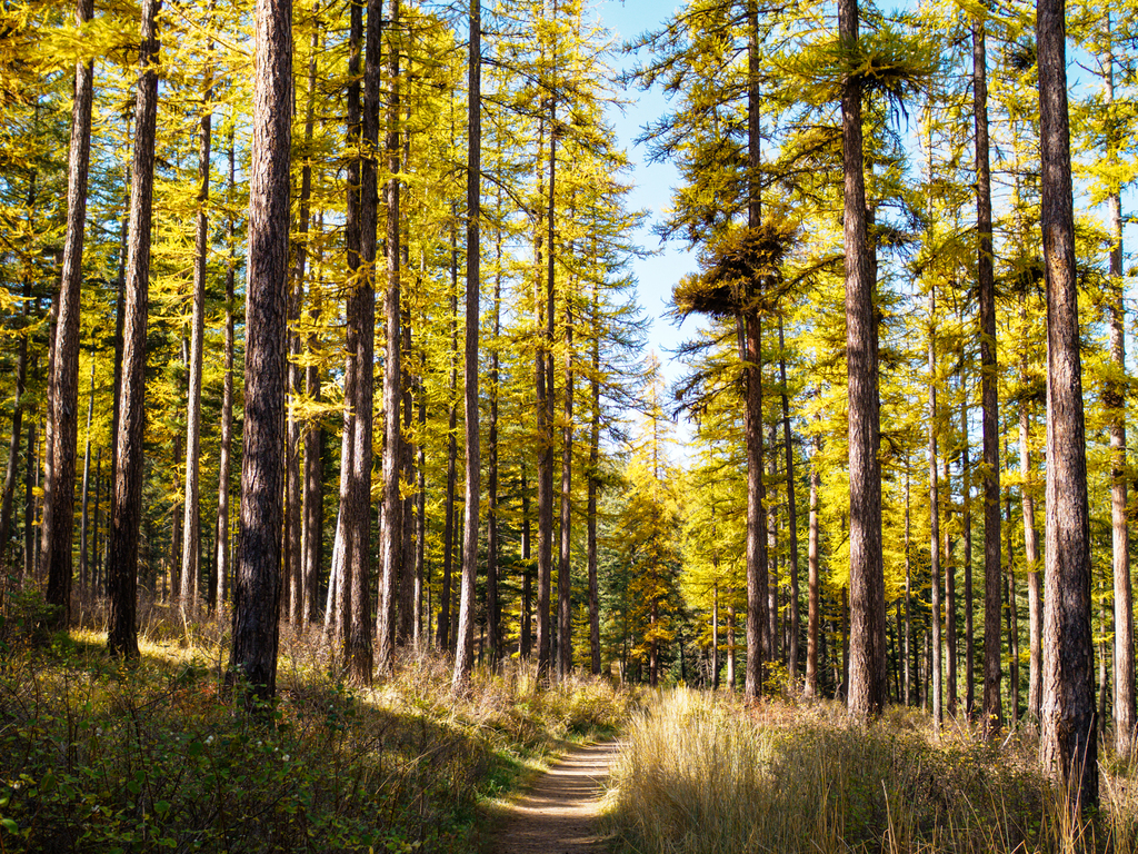 Larch camp trail near Missoula golden larches for fall near Missoula